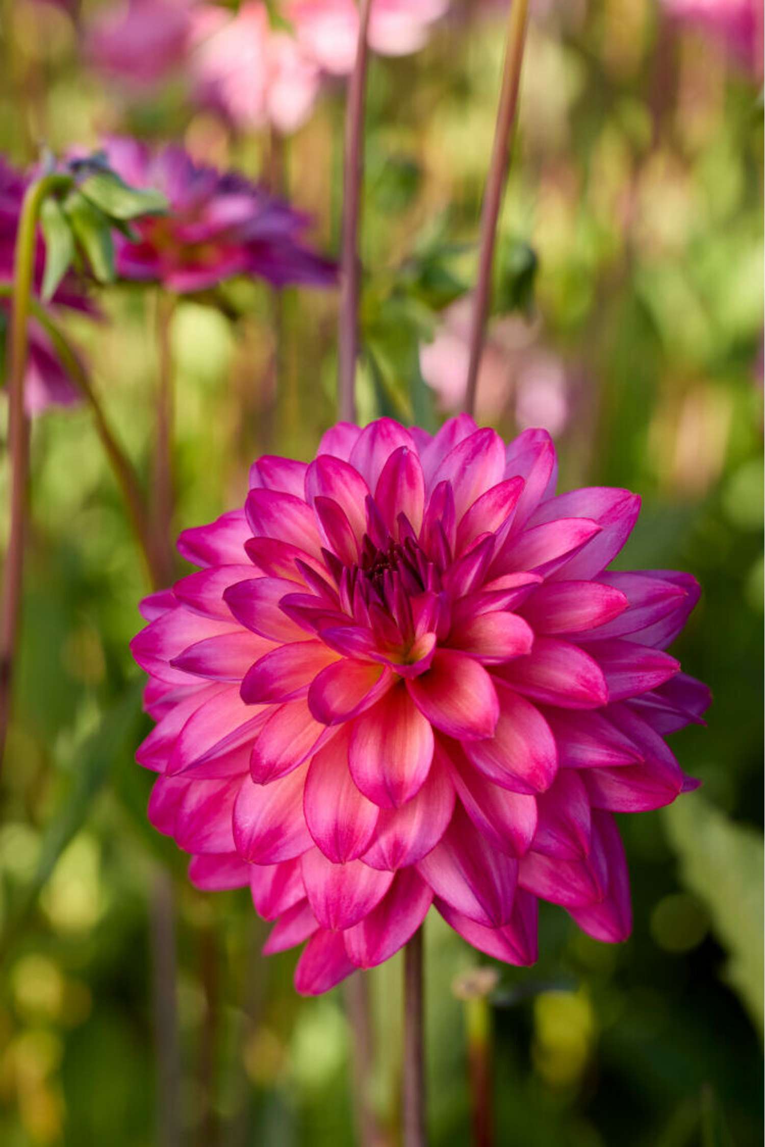 Dahlia 'Loé'